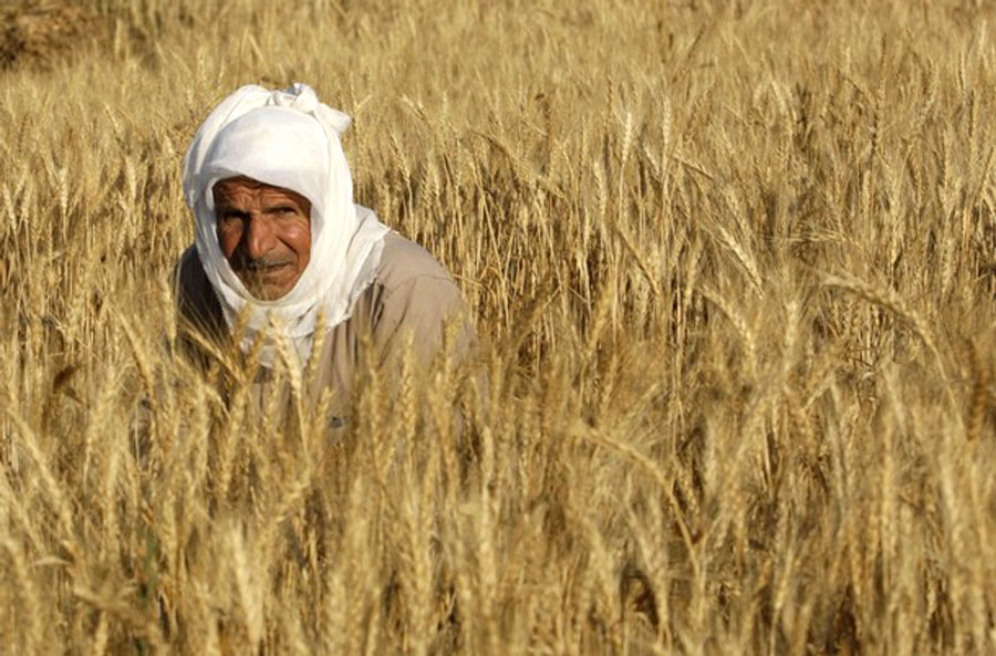 تقرير| موسم الحصاد بريف إدلب ليس مبشراً