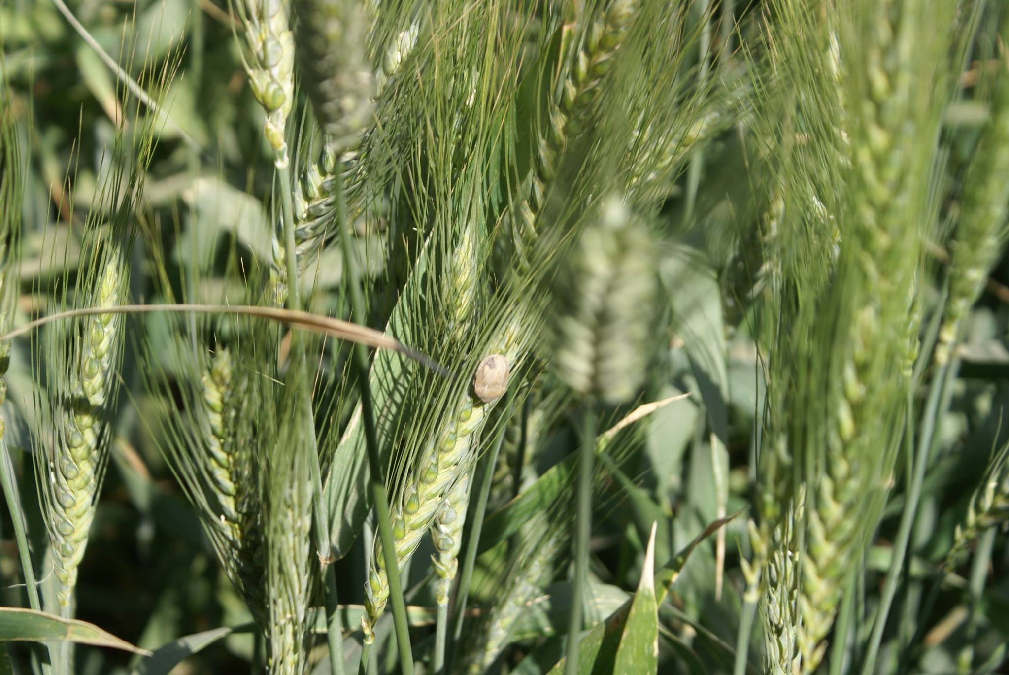 تعّرف على حشرة السوني التي تهدد محاصيل الحبوب في ريف إدلب و ما هي طرق تجنب أضرارها؟
